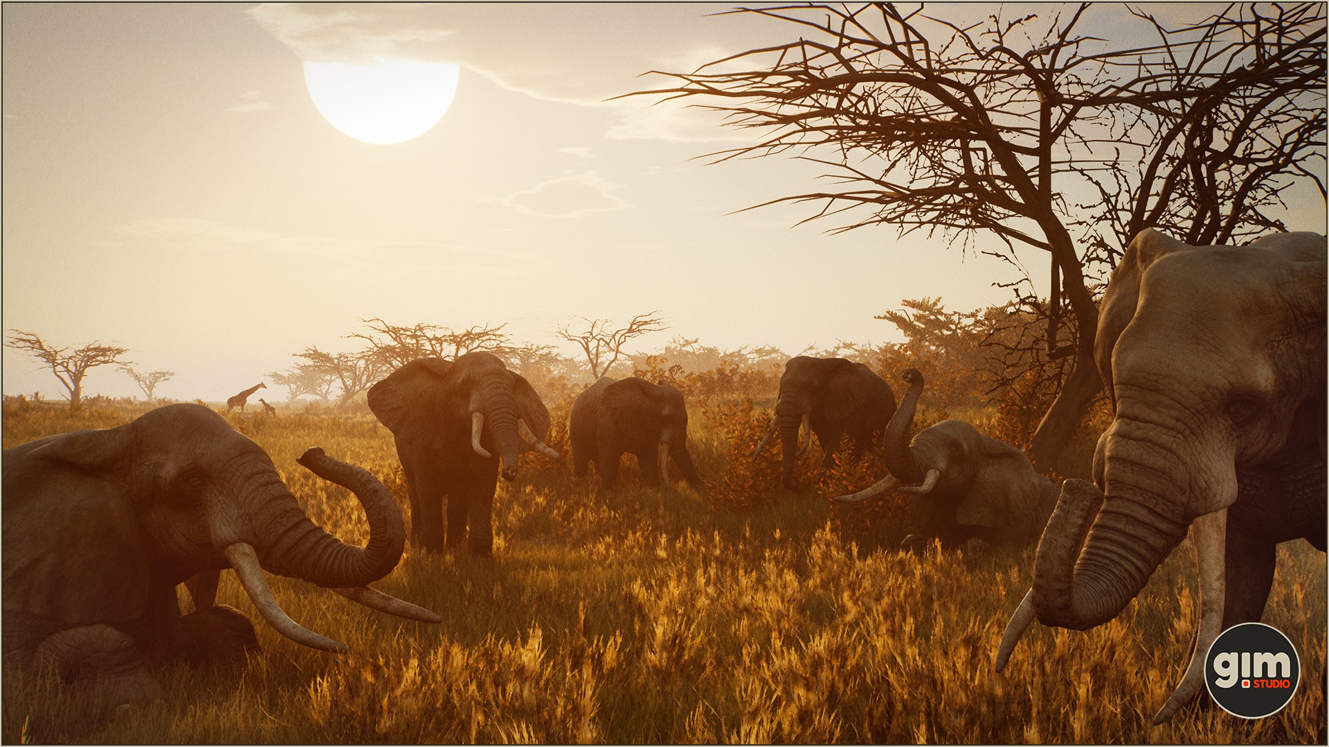 Bunch of African Elephants in sunset.