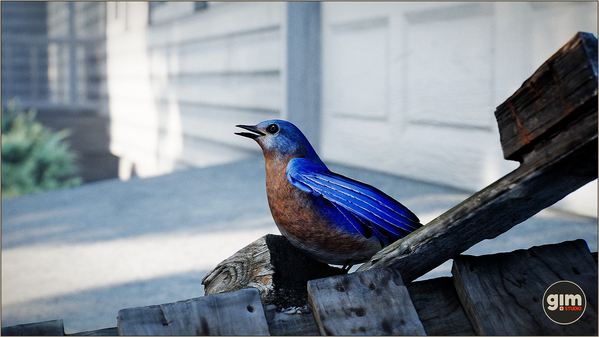 Bluebird singing on a piece of wood