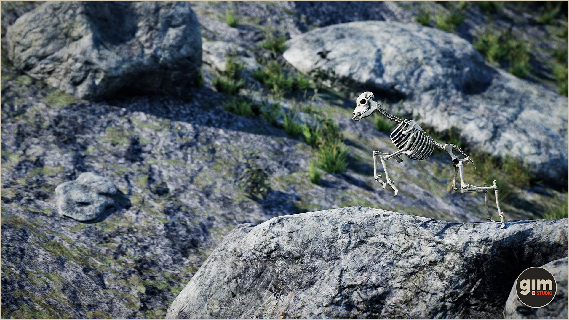 Bones of young Chamois jumping of a rock