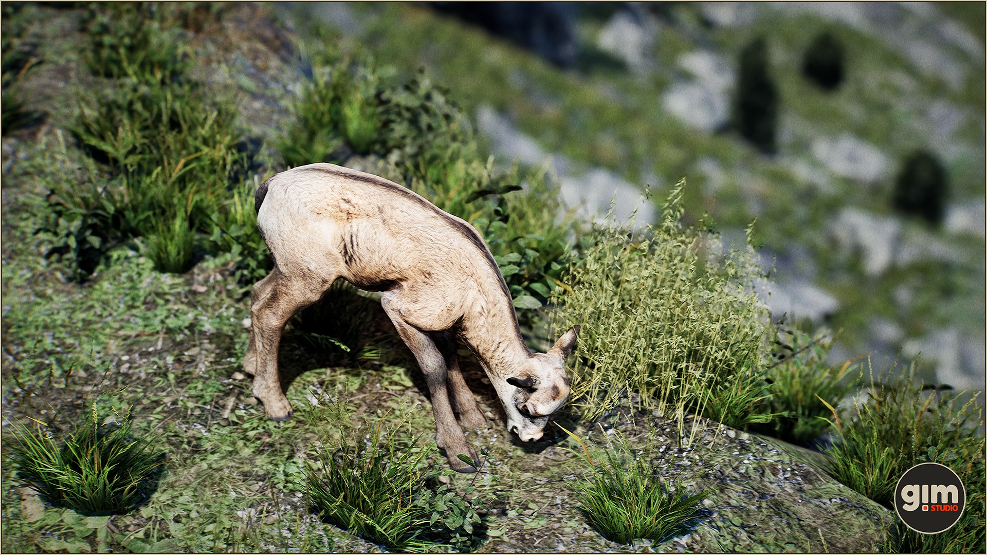 Young Chamois staring at an ant