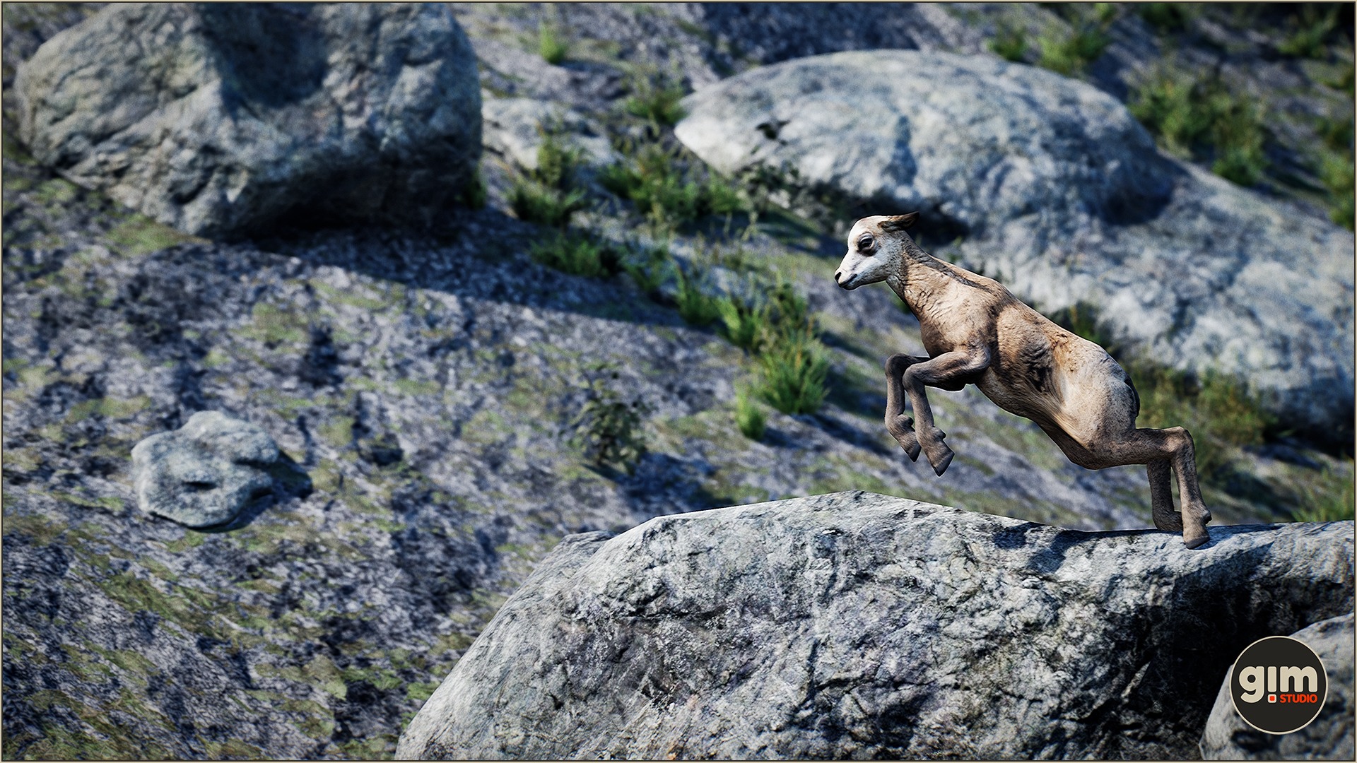 Young Chamois jumping of a rock