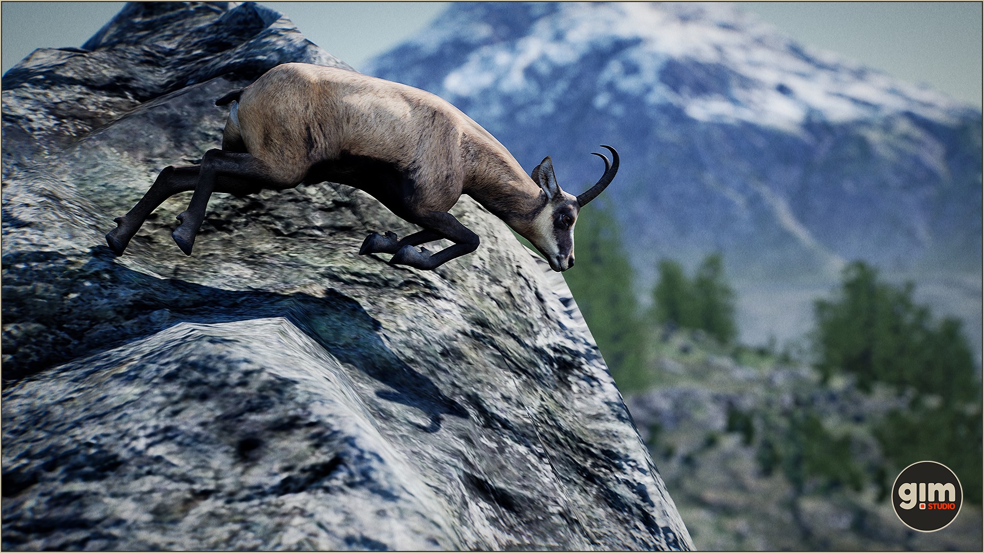 Male Chamois jumping down from what seems to be a dangerous height