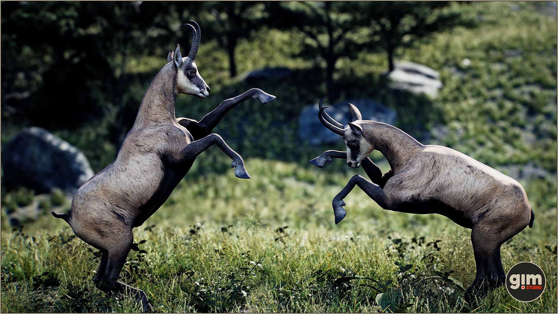 Two unwise male Chamois fighting together