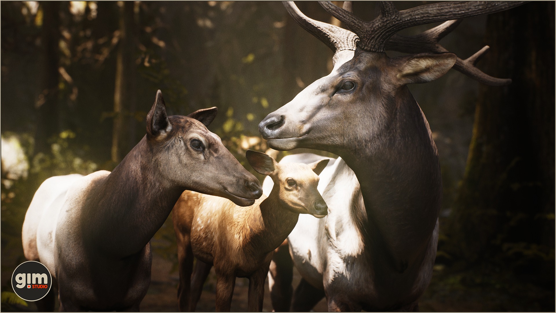 Beautiful Elk family
