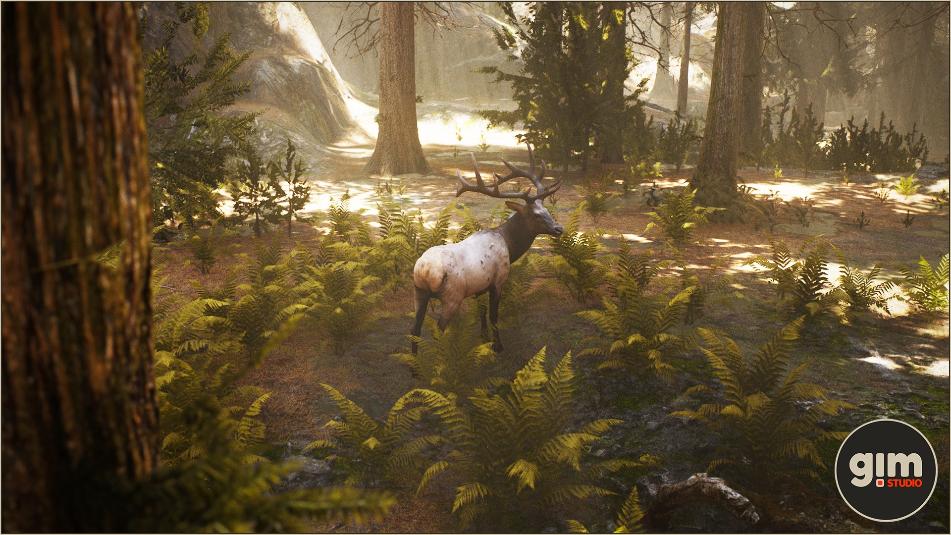 Male Elk in the forest