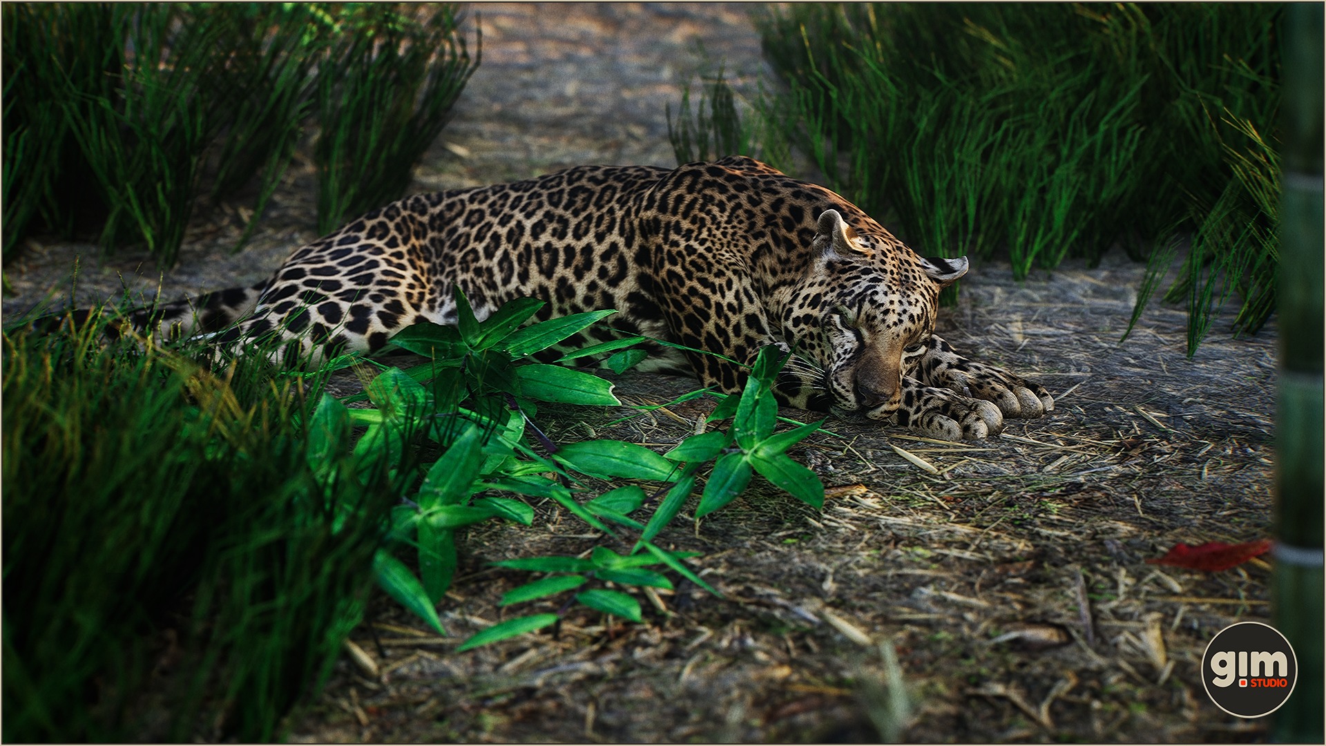 Male Leopard sleeping after tasty supper.