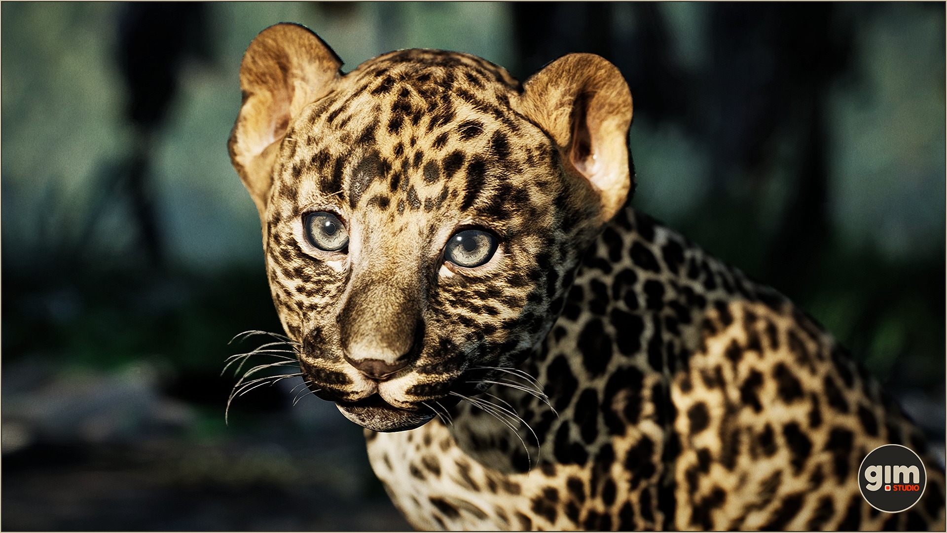 Cute young leopard in a close-up shot