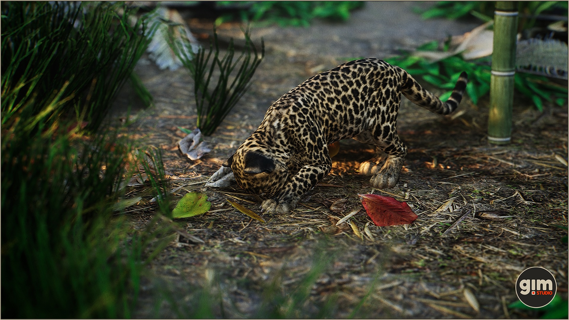 Young leopard trying to eat an ant.