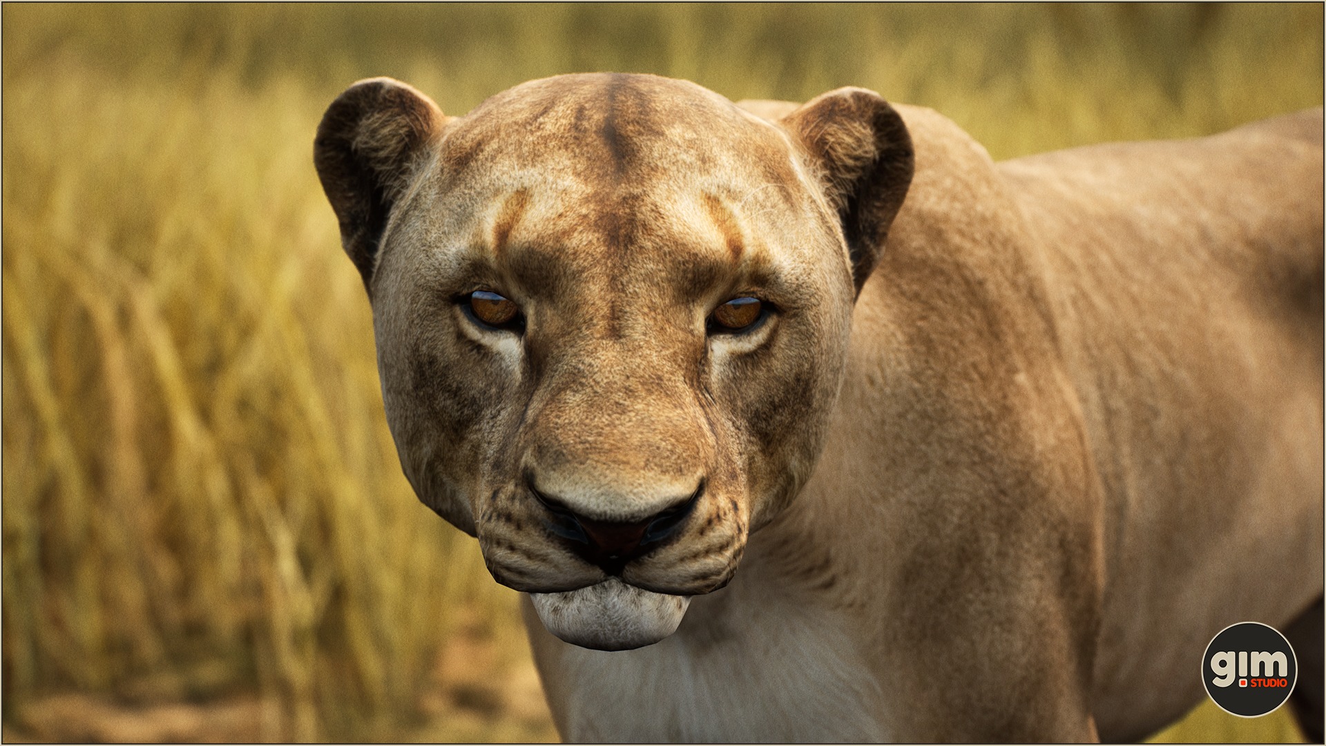 Female lion close-up