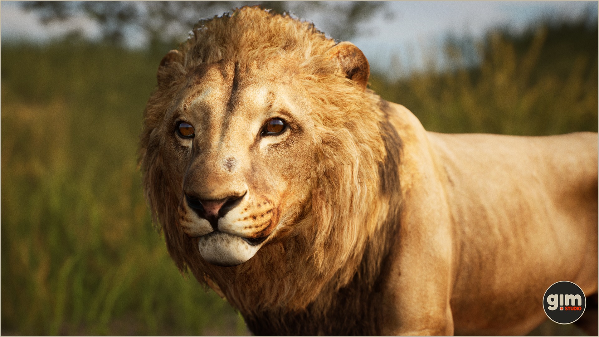 Male lion close-up shot.