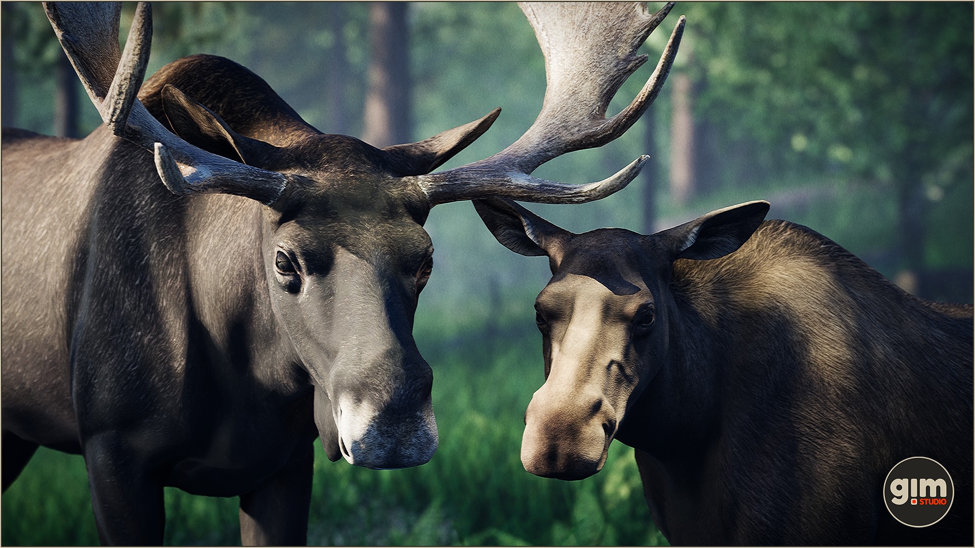 Male and female Moose posing for a profile picture