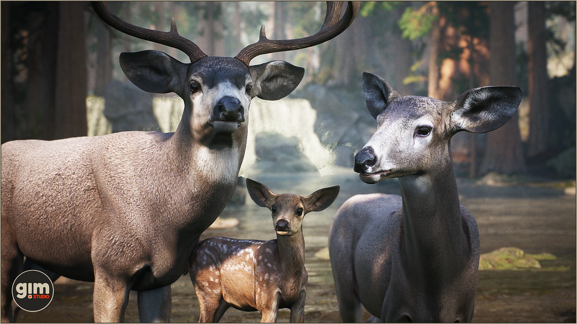 A beautiful family of Mule Deer
