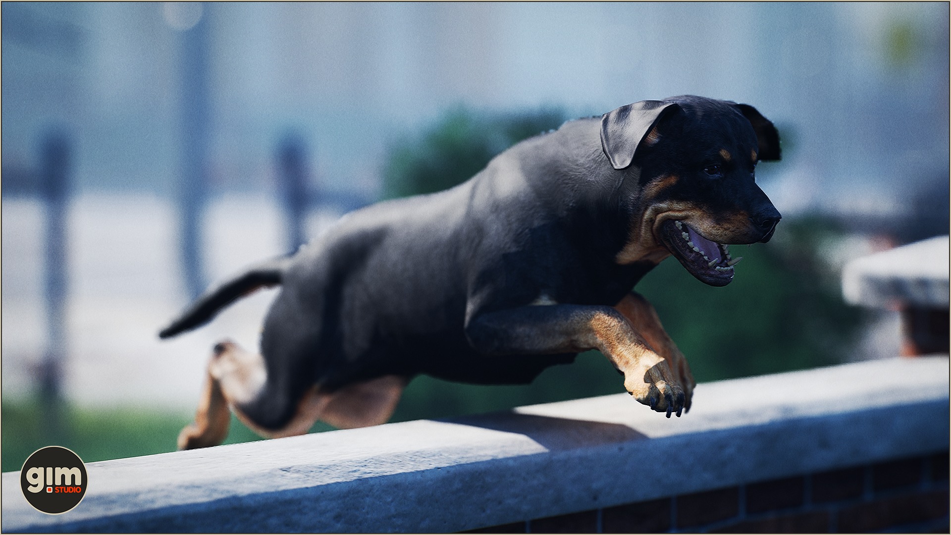 Rottweiler jumping over the wall