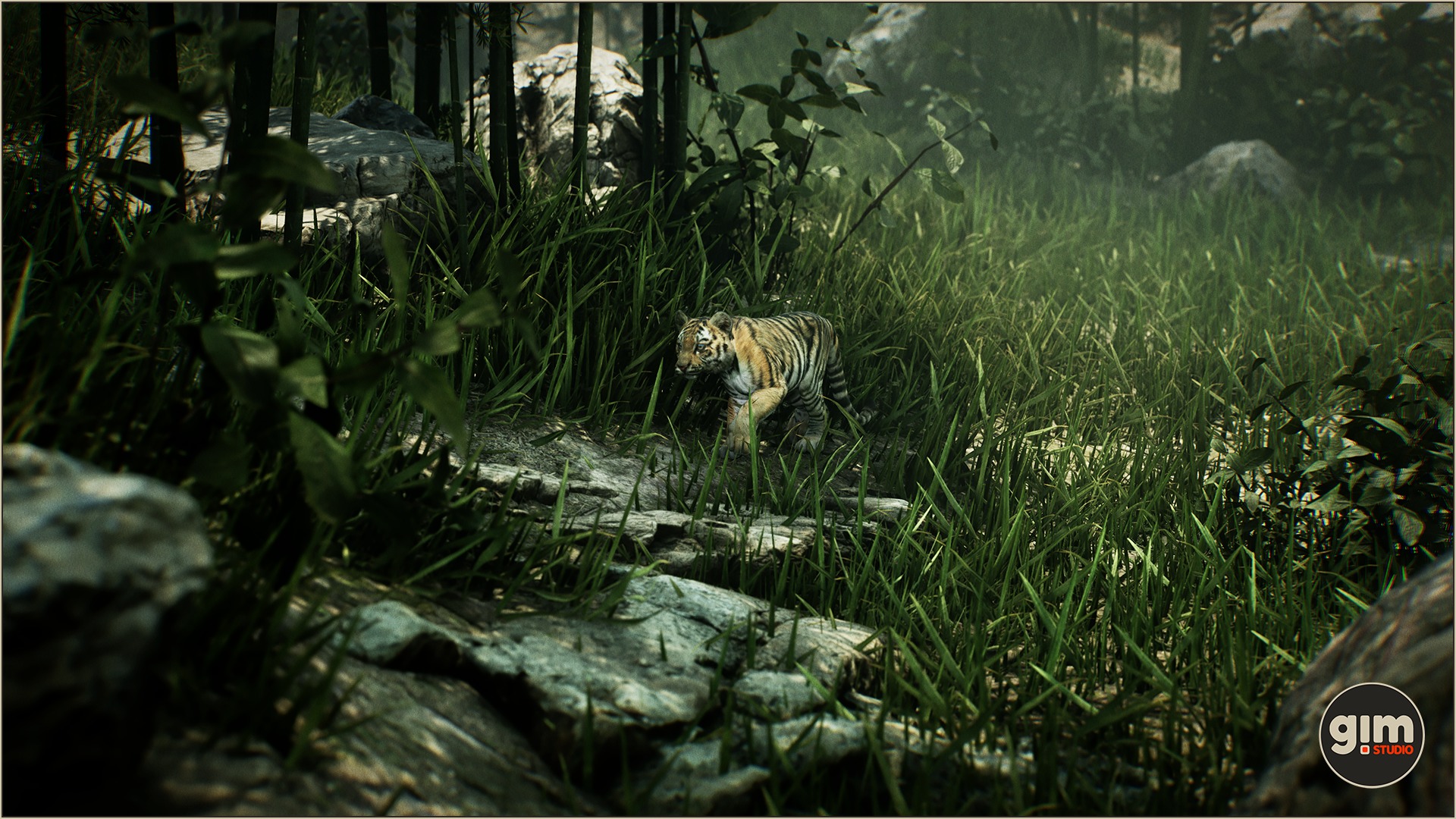 Young tiger walking in the jungle