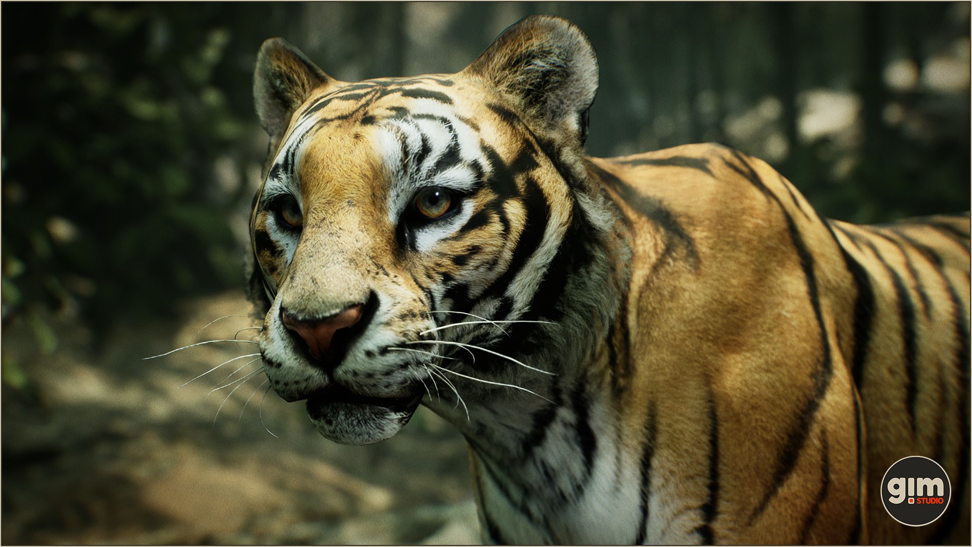 Male tiger looking seriously in a close-up photo