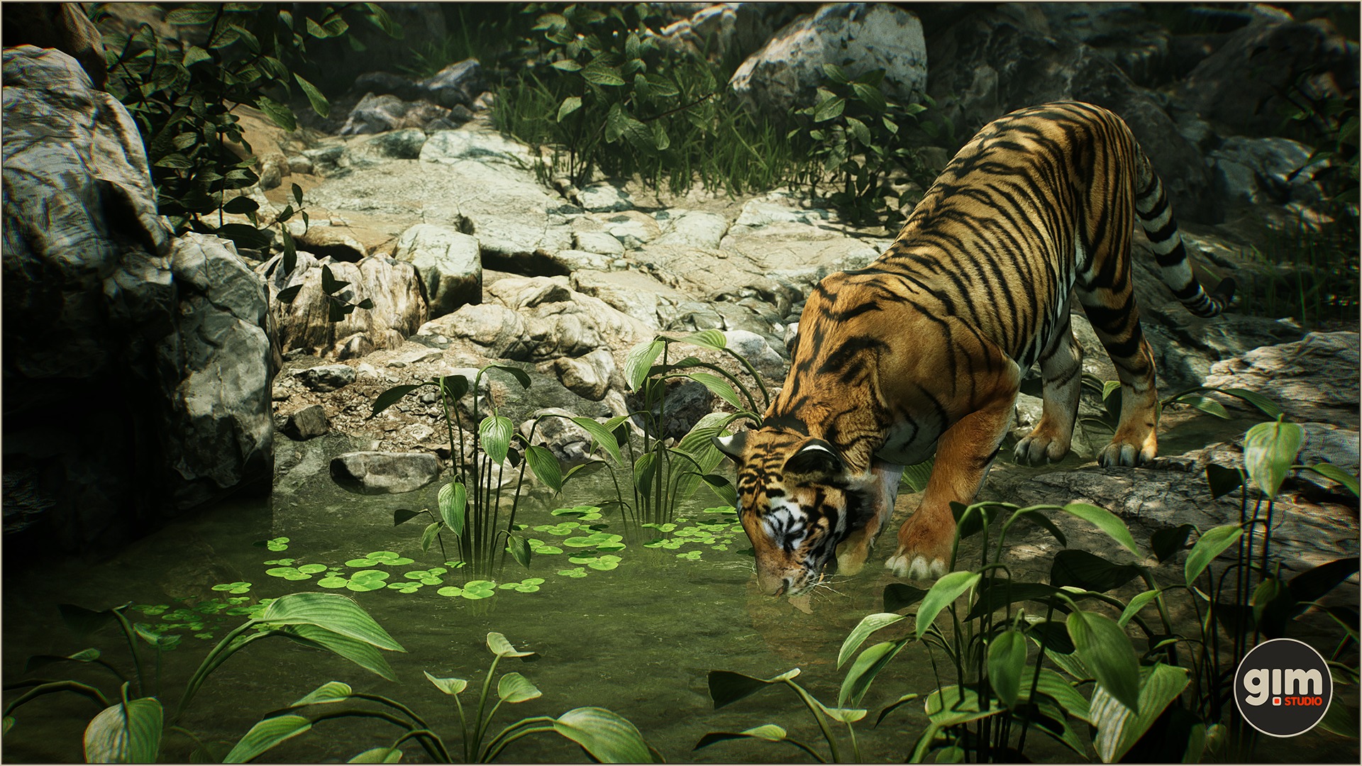 Male tiger quenching his thirst