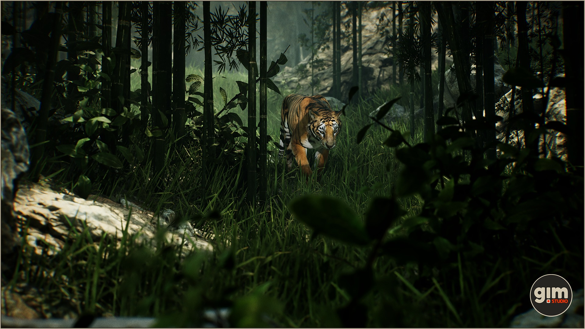Male tiger walking in the jungle