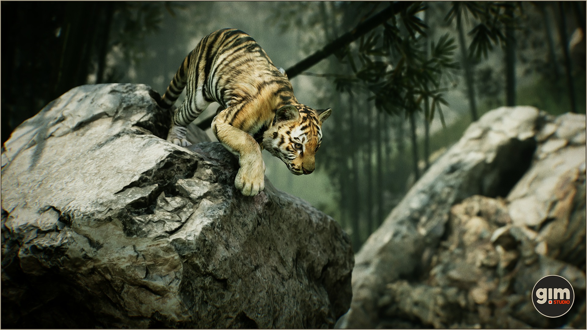 Young tiger jumping down from a rock