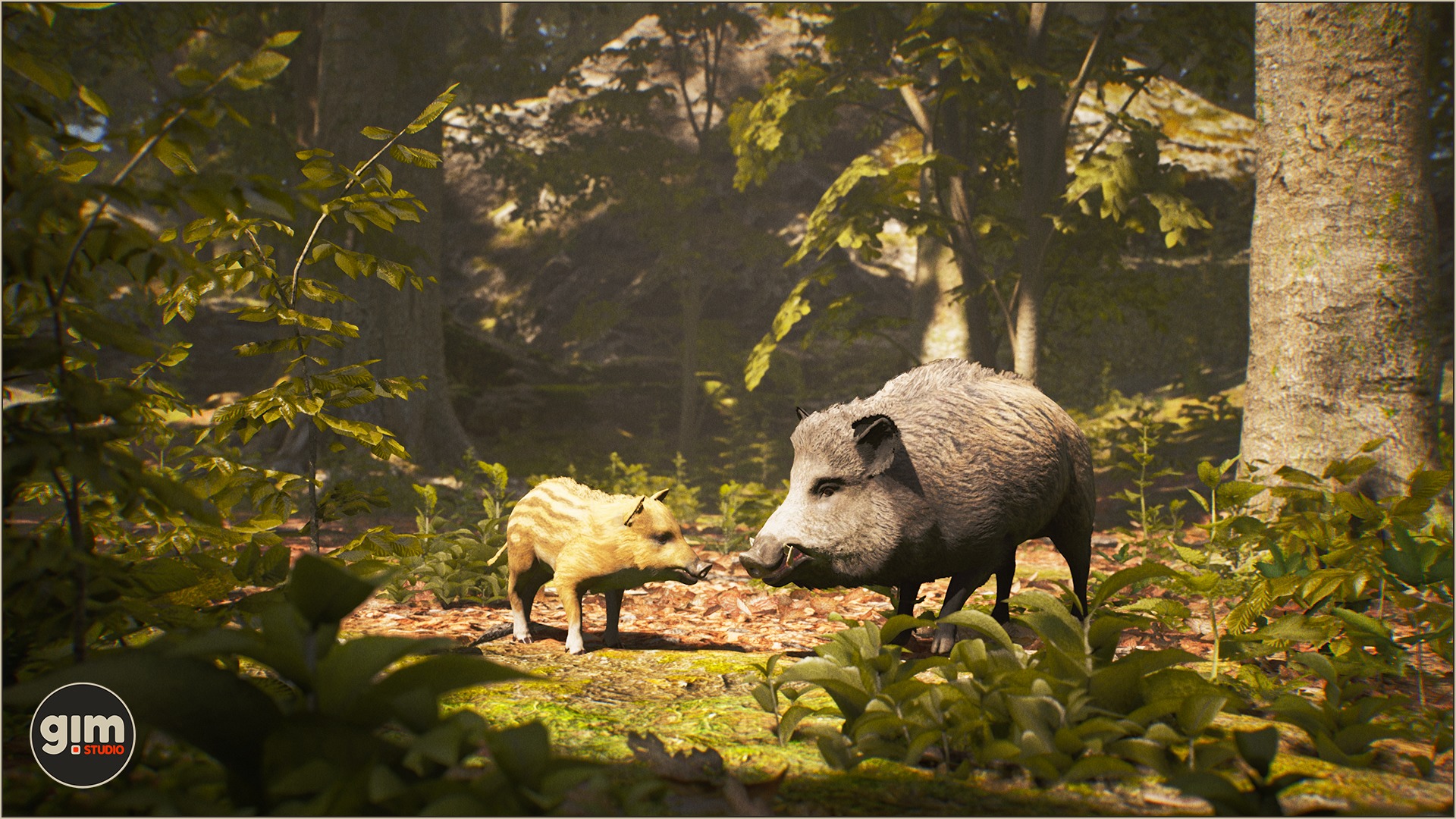 Wild Boar father and daughter looking at each other