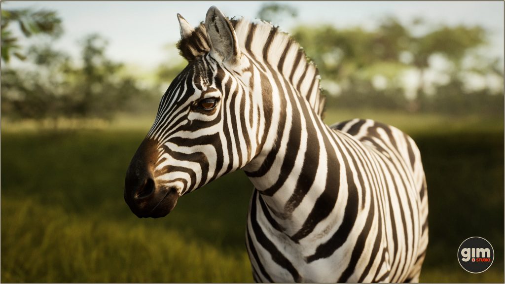 Zebra in close-up shot.