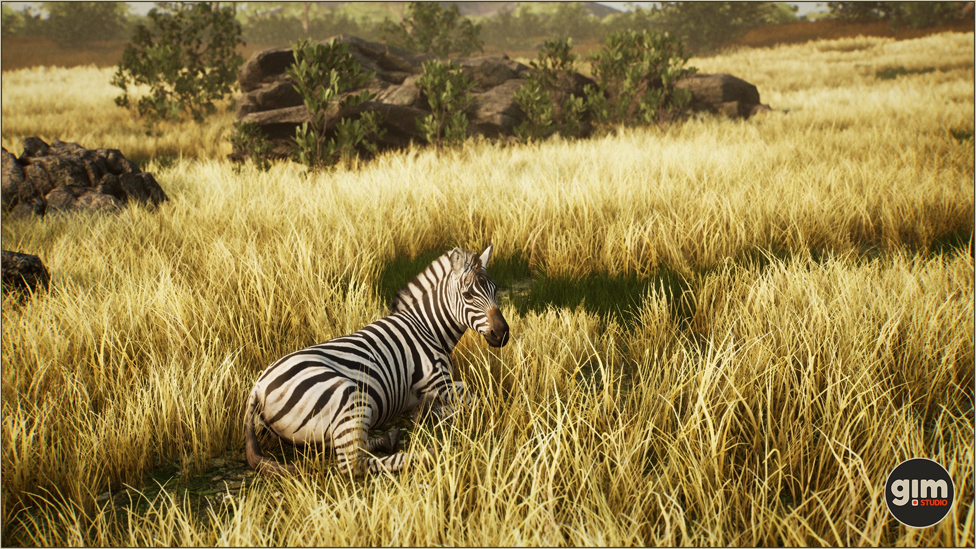 Zebra resting in the savanna