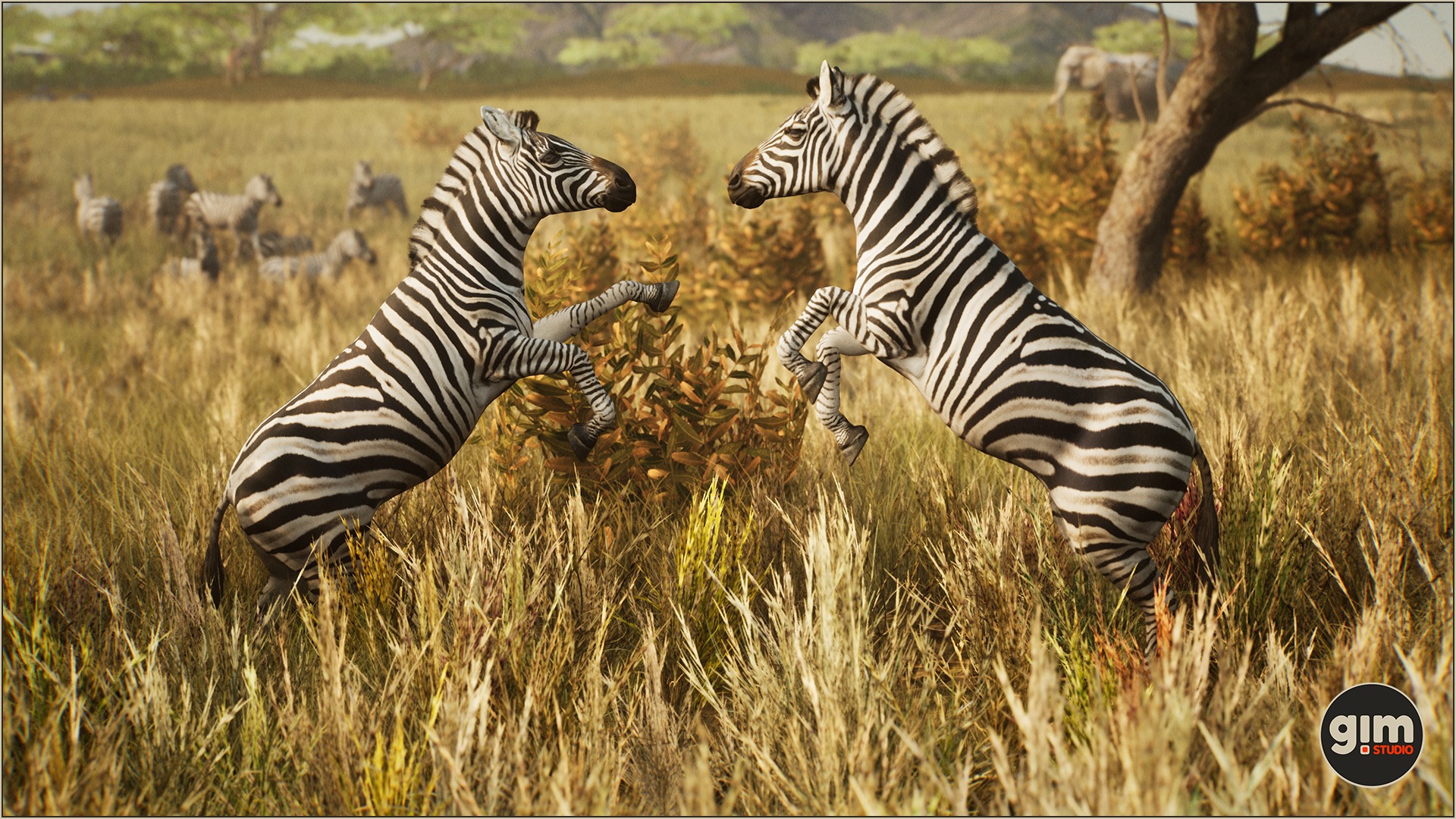 Couple of zebras fighting