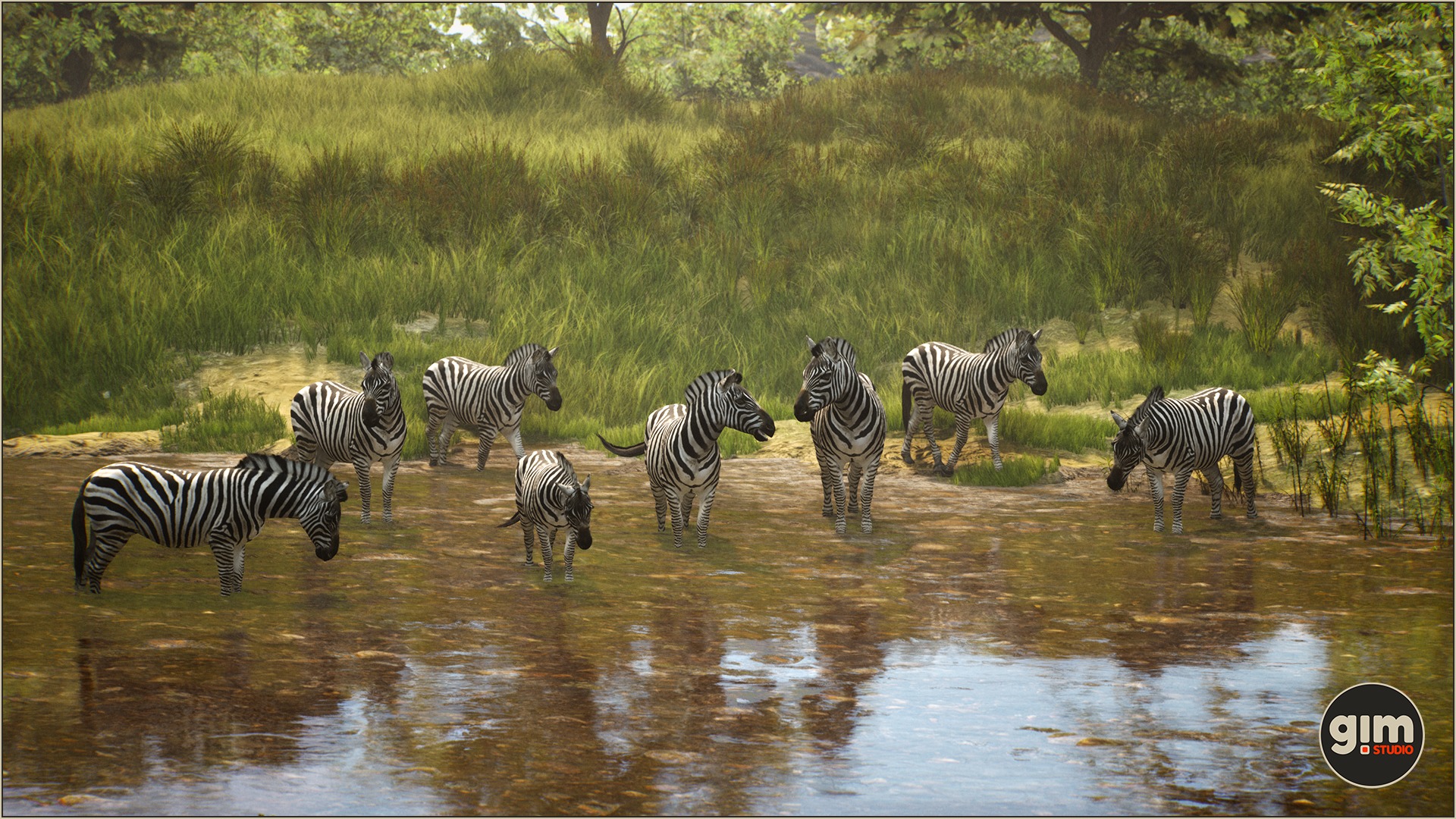 Bunch of zebras quenching their thirst