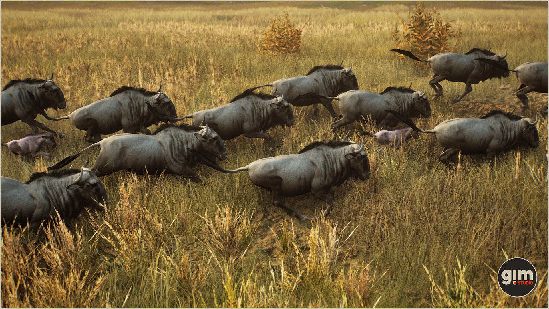 A herd of Blue Wildebeest running in savanna