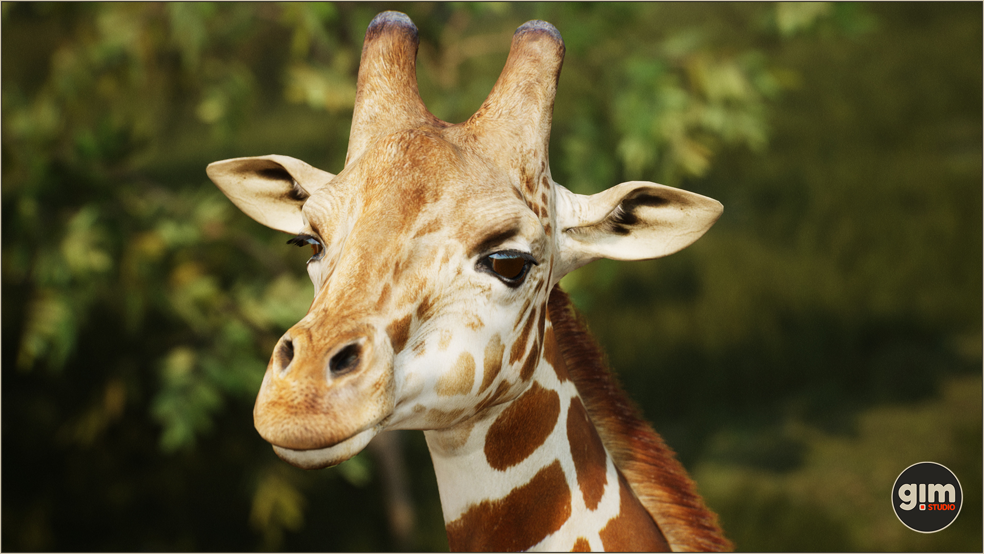 Male Giraffe in close-up shot.