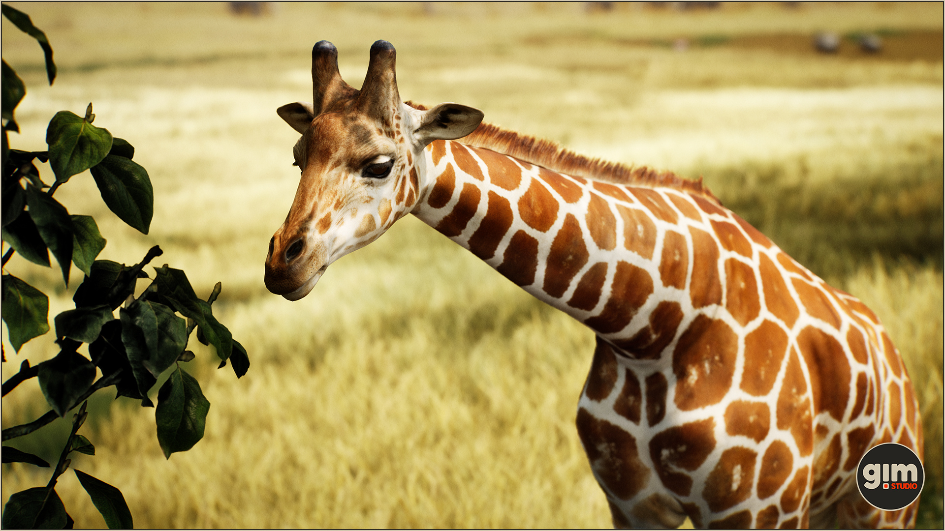 Male giraffe eating.