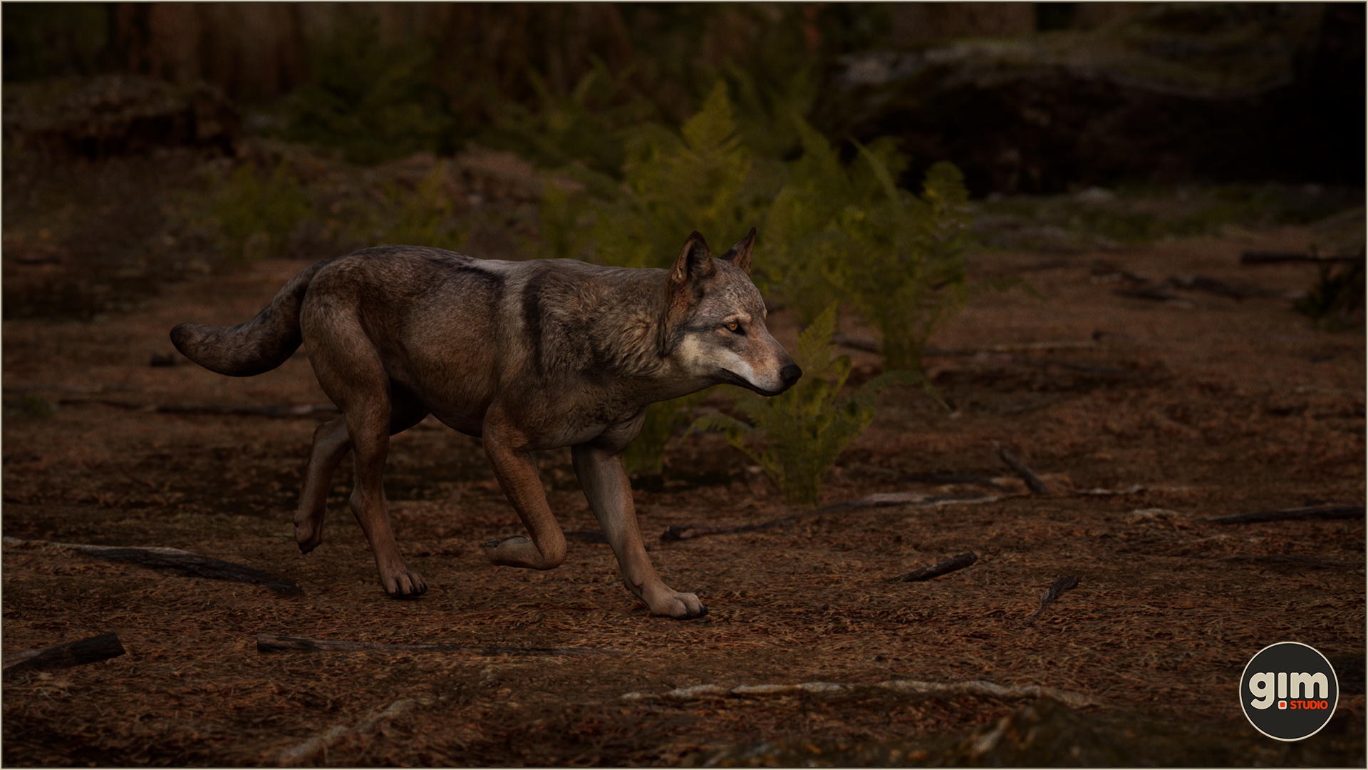 Male Wolf trotting in the dusk