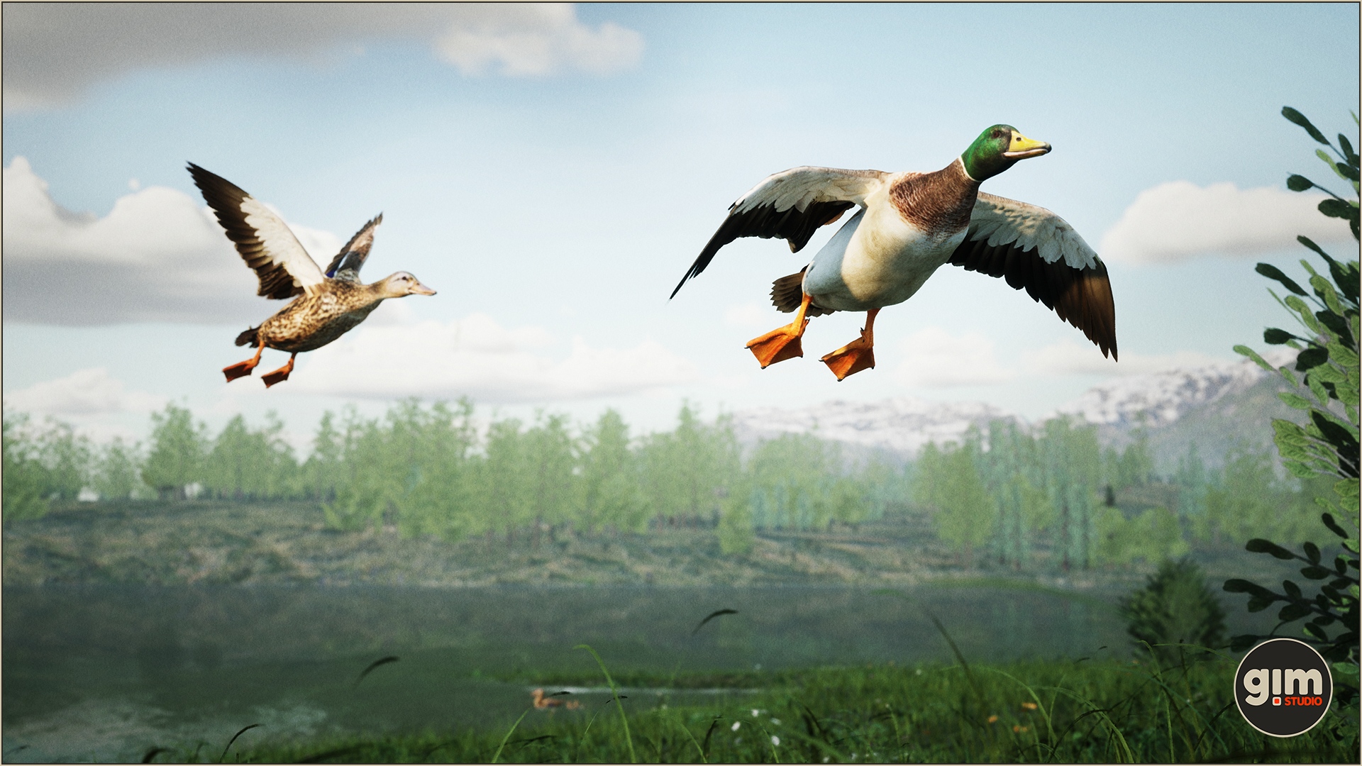 Couple of mallard ducks flying in shot from bellow.