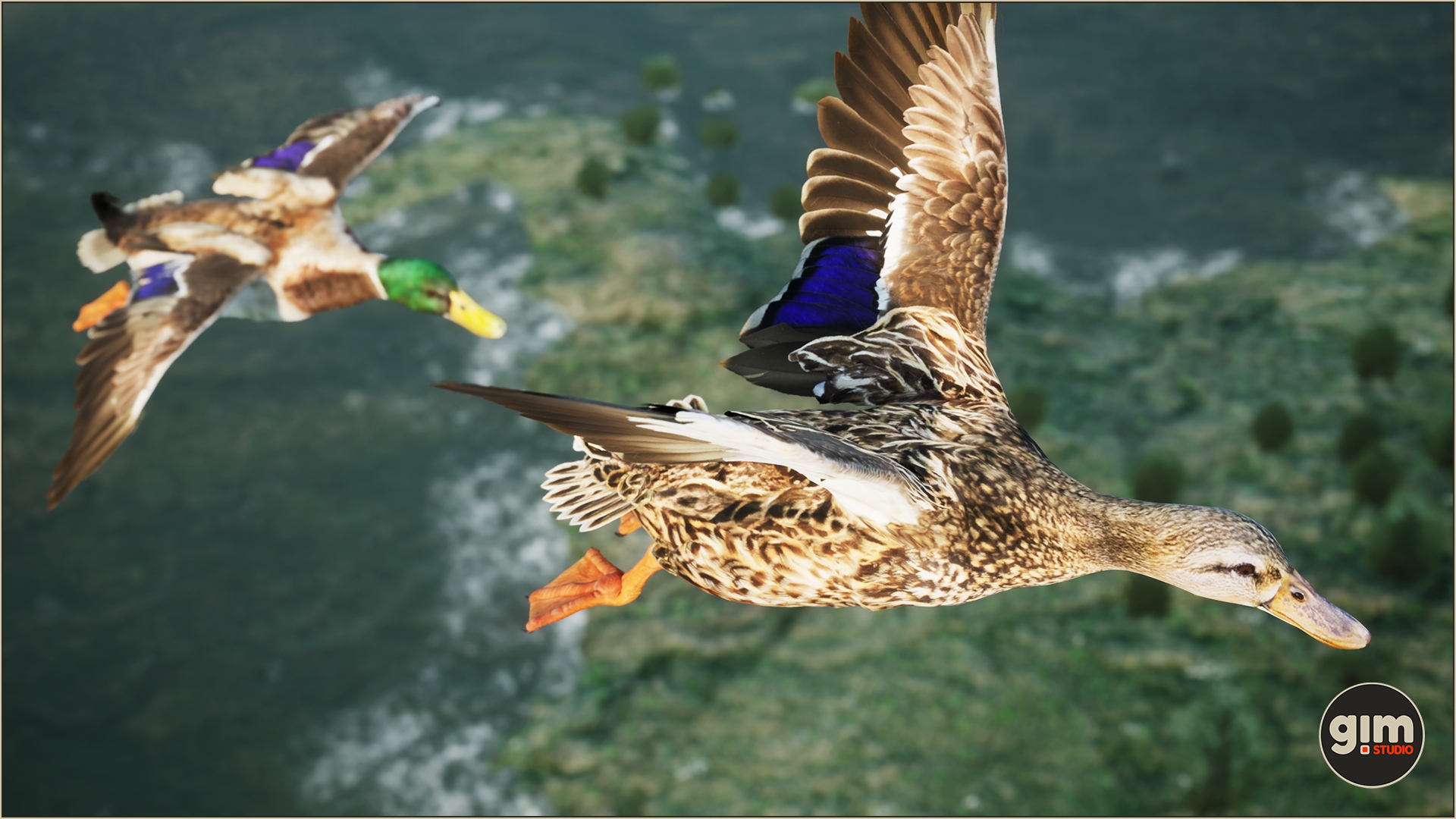 Couple of mallard ducks flying.