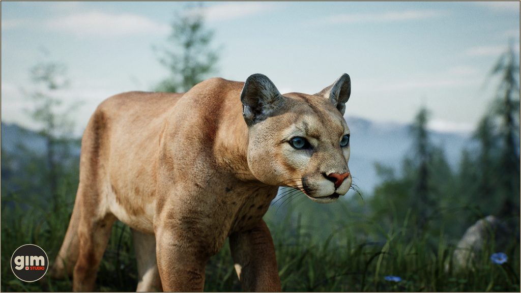 Male cougar in a close-up shot