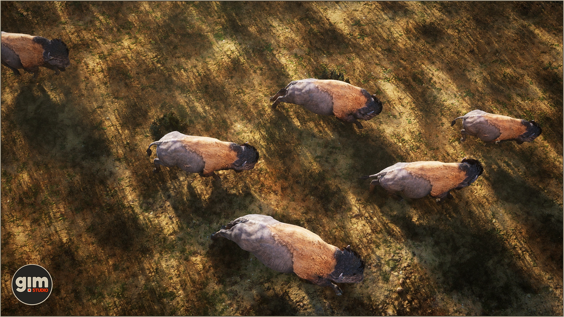 Herd of Bisons from above