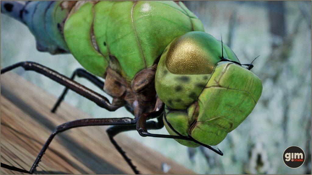 Green Darner Dragonfly in macro shot