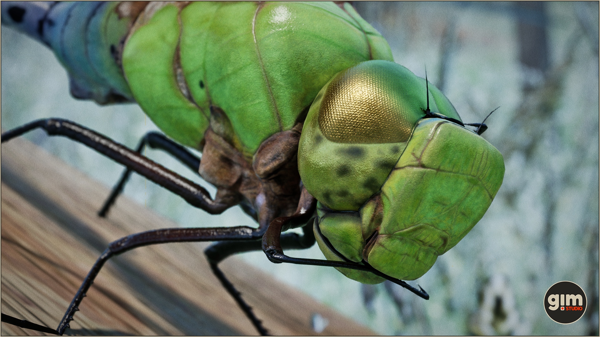 Green Darner Dragonfly in macro shot