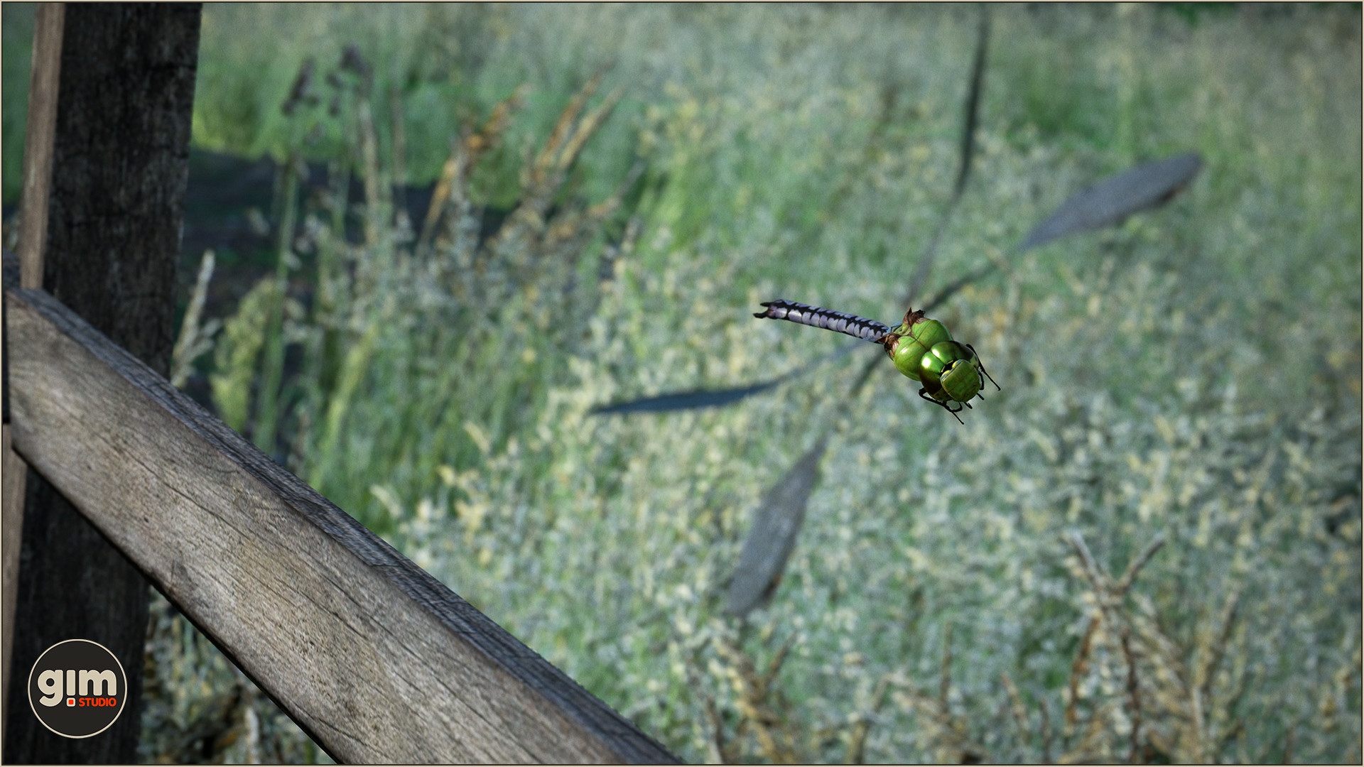 Flying Green Darner Dragonfly