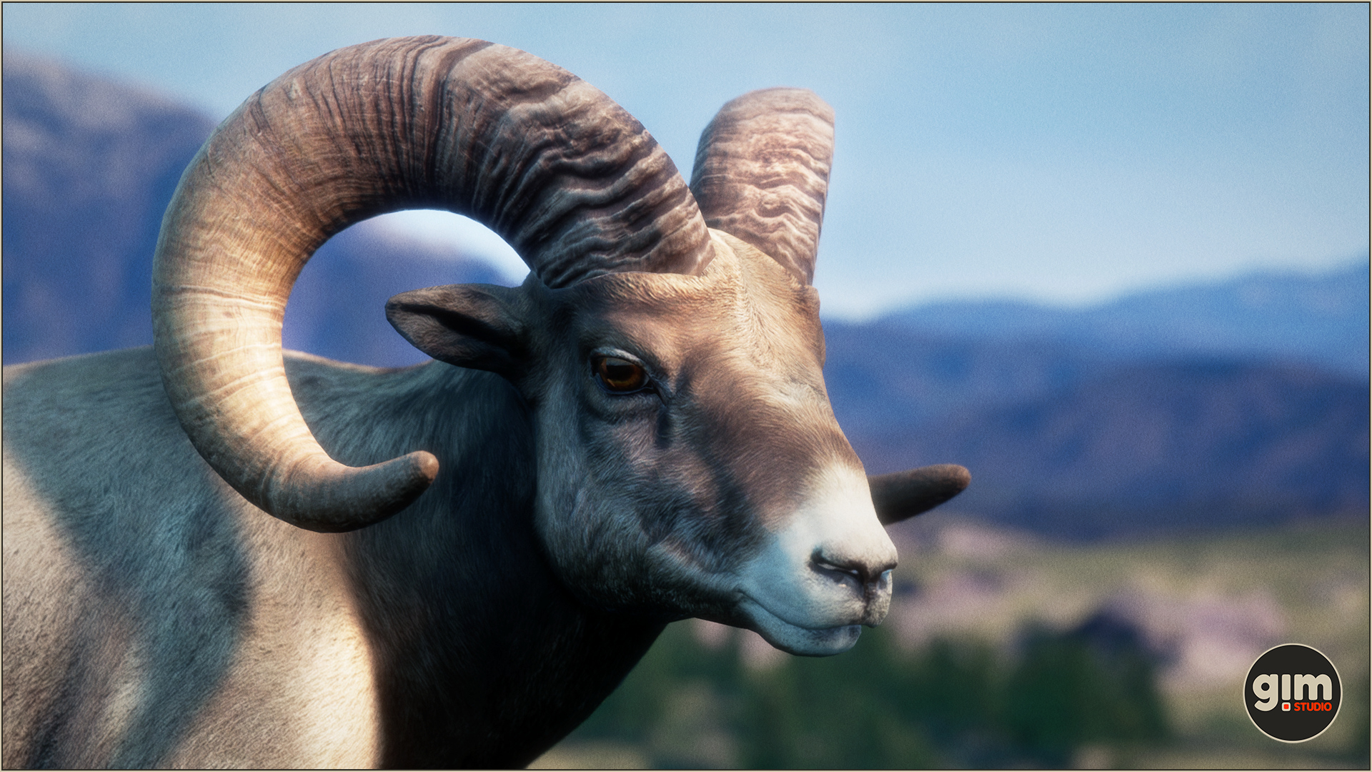 A very seriously looking male Bighorn Sheep