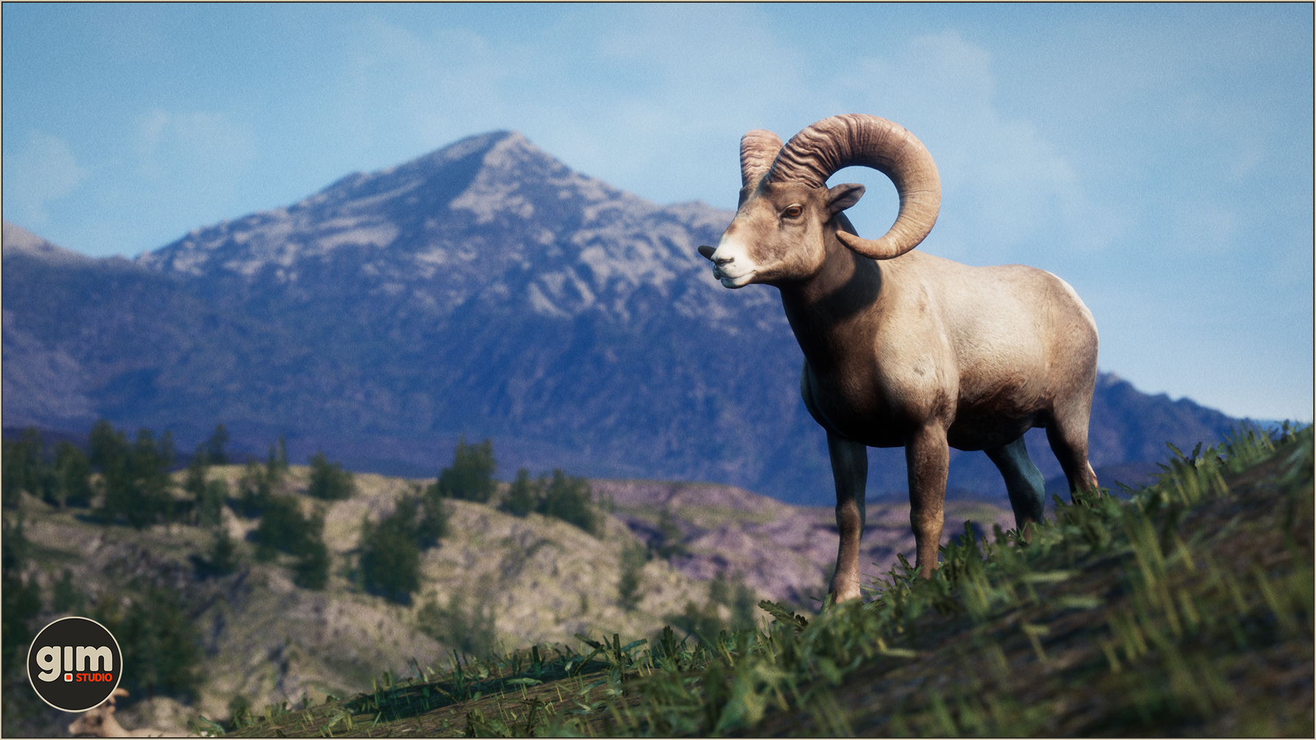 Male Bighorn Sheep looking into the future