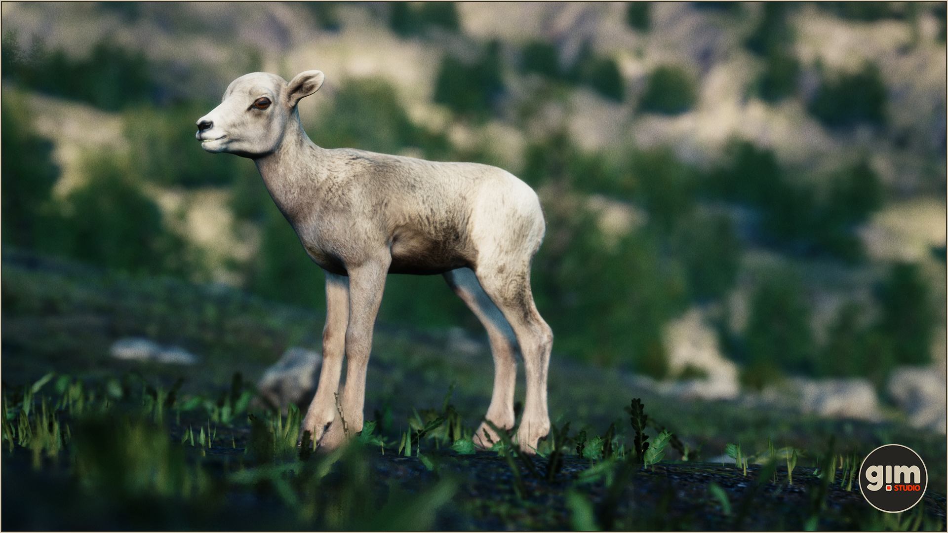 Young Bighorn Sheep waiting for the schoolbus