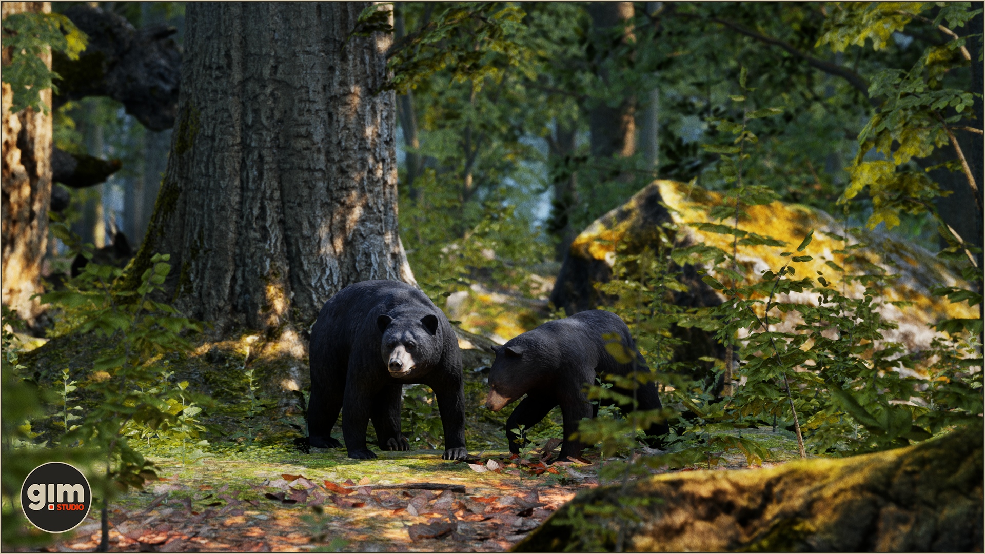 Male and female Black Bear in a beautiful forest