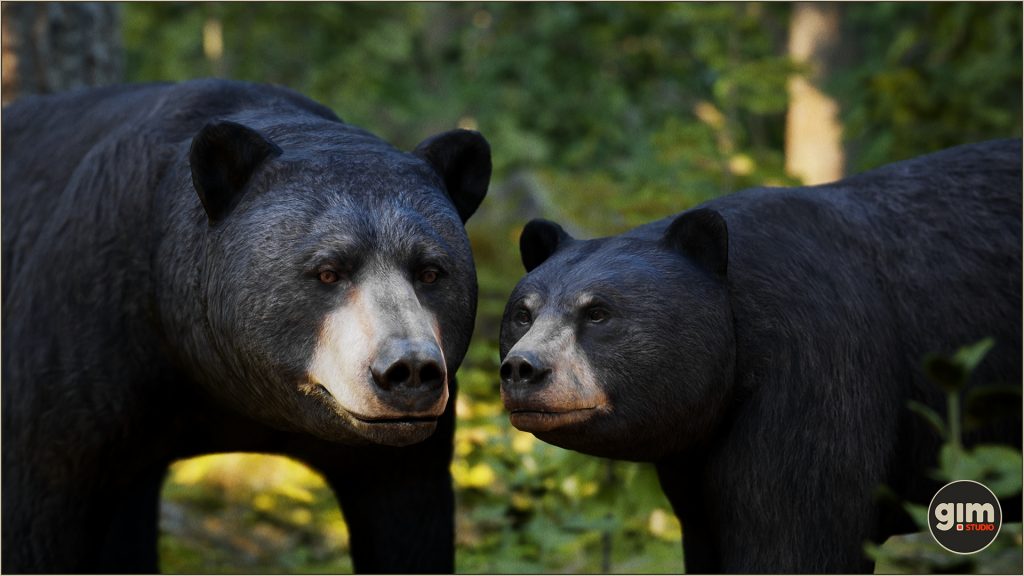 Male and female Black Bear in close-up shot
