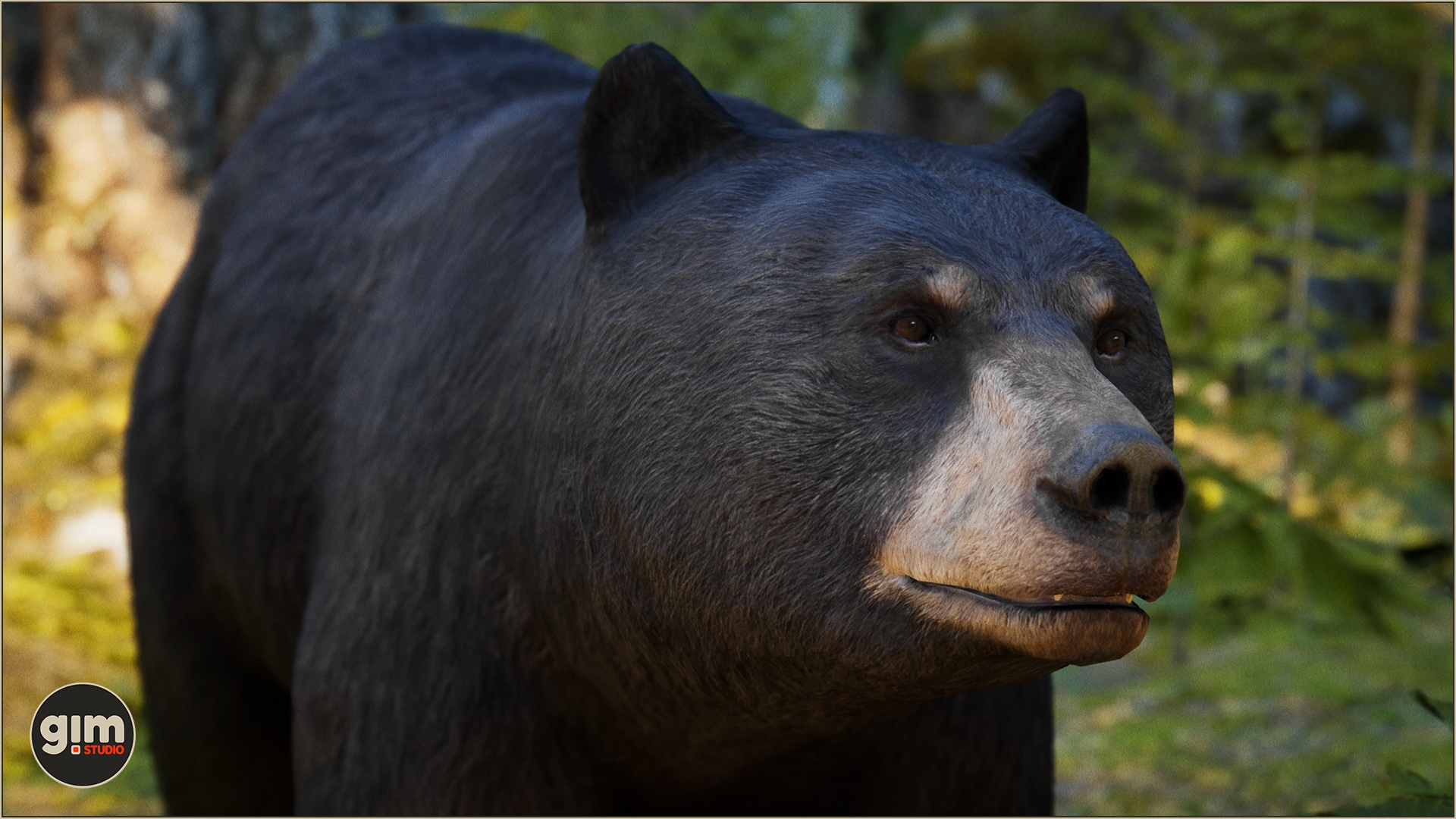 Female Black Bear profile picture