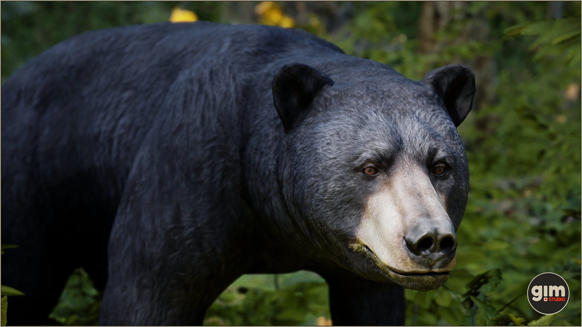 Male Black Bear profile picture