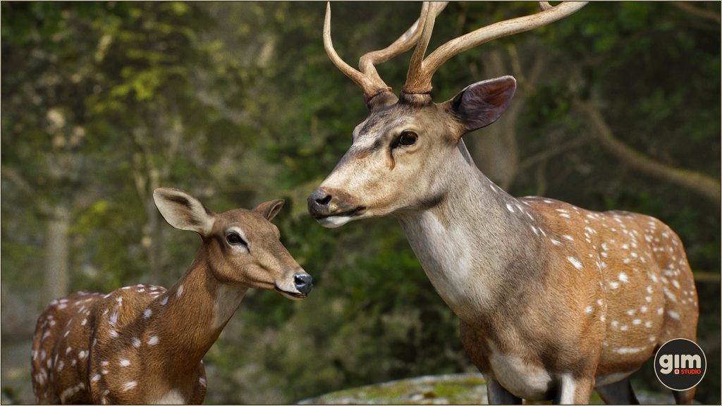 Male and female Chital in a close-up shot