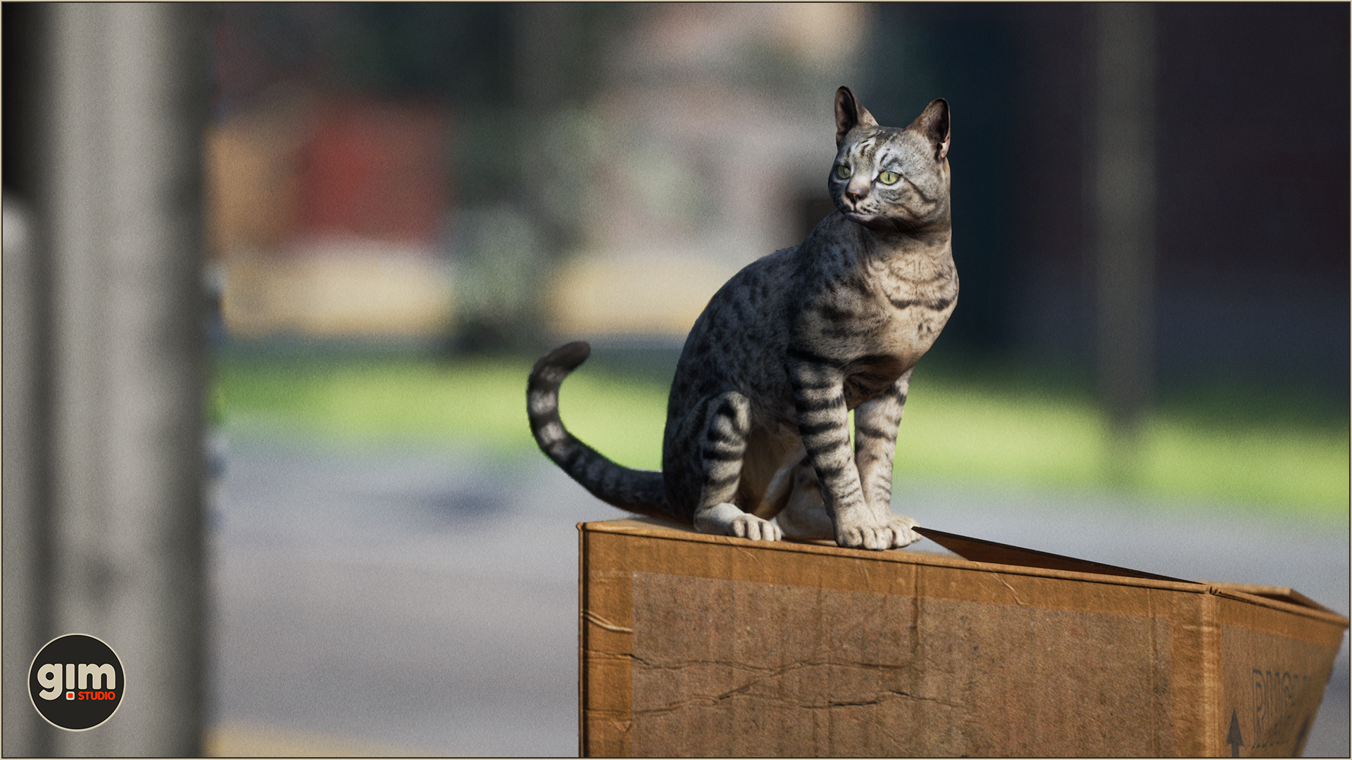 A pensive Cat on a cardbox