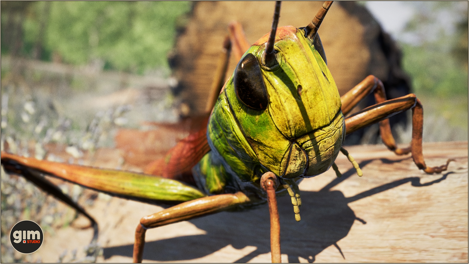 Macroshot of Grasshopper