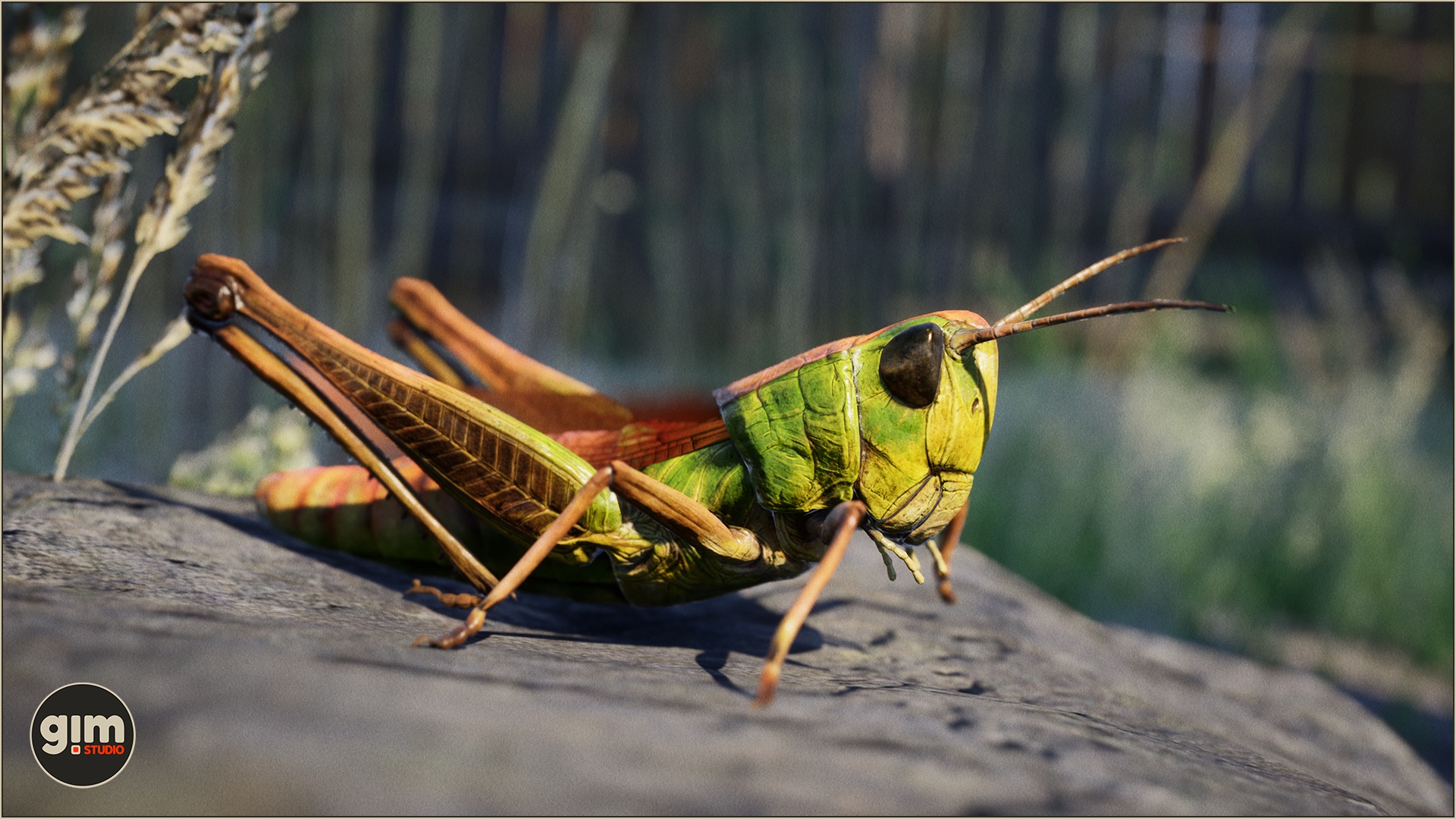 Sideview of Grasshopper