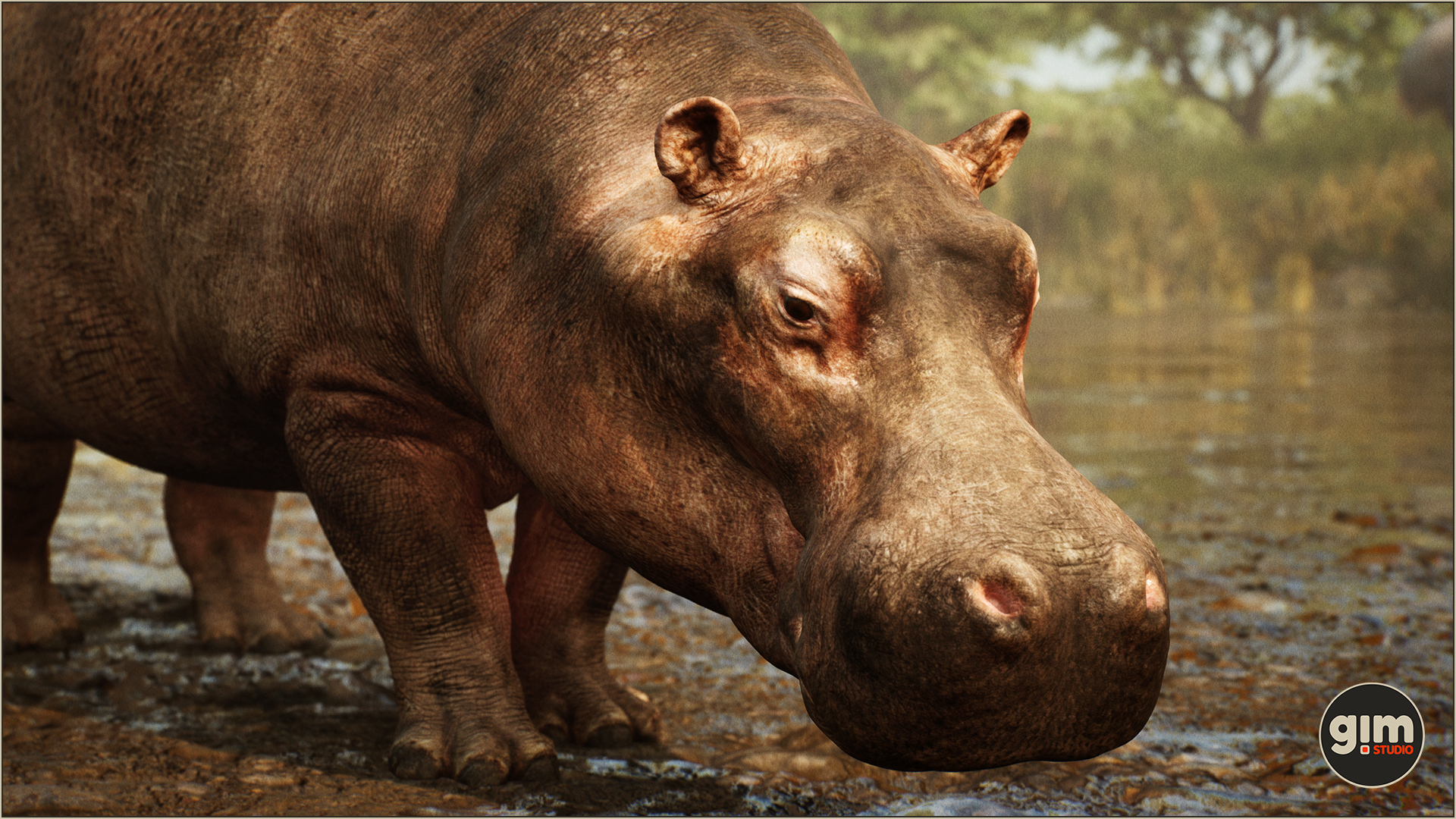 Male Hippo in close-up shot.